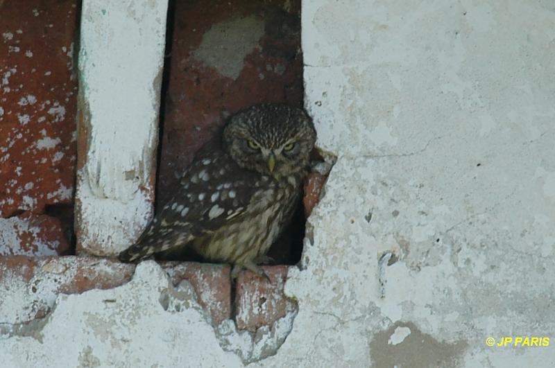 Athene noctua
